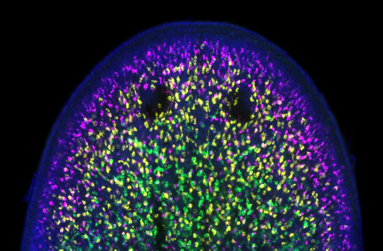 Different stages of epidermal differentiation