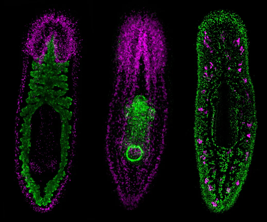 Various planarian tissues