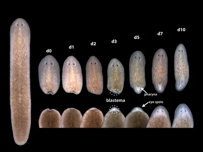Planarian regeneration