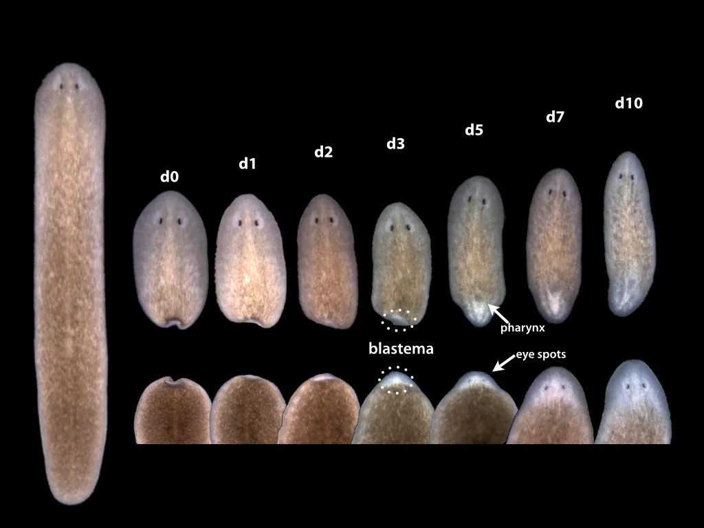 Timecourse of planarian regeneration