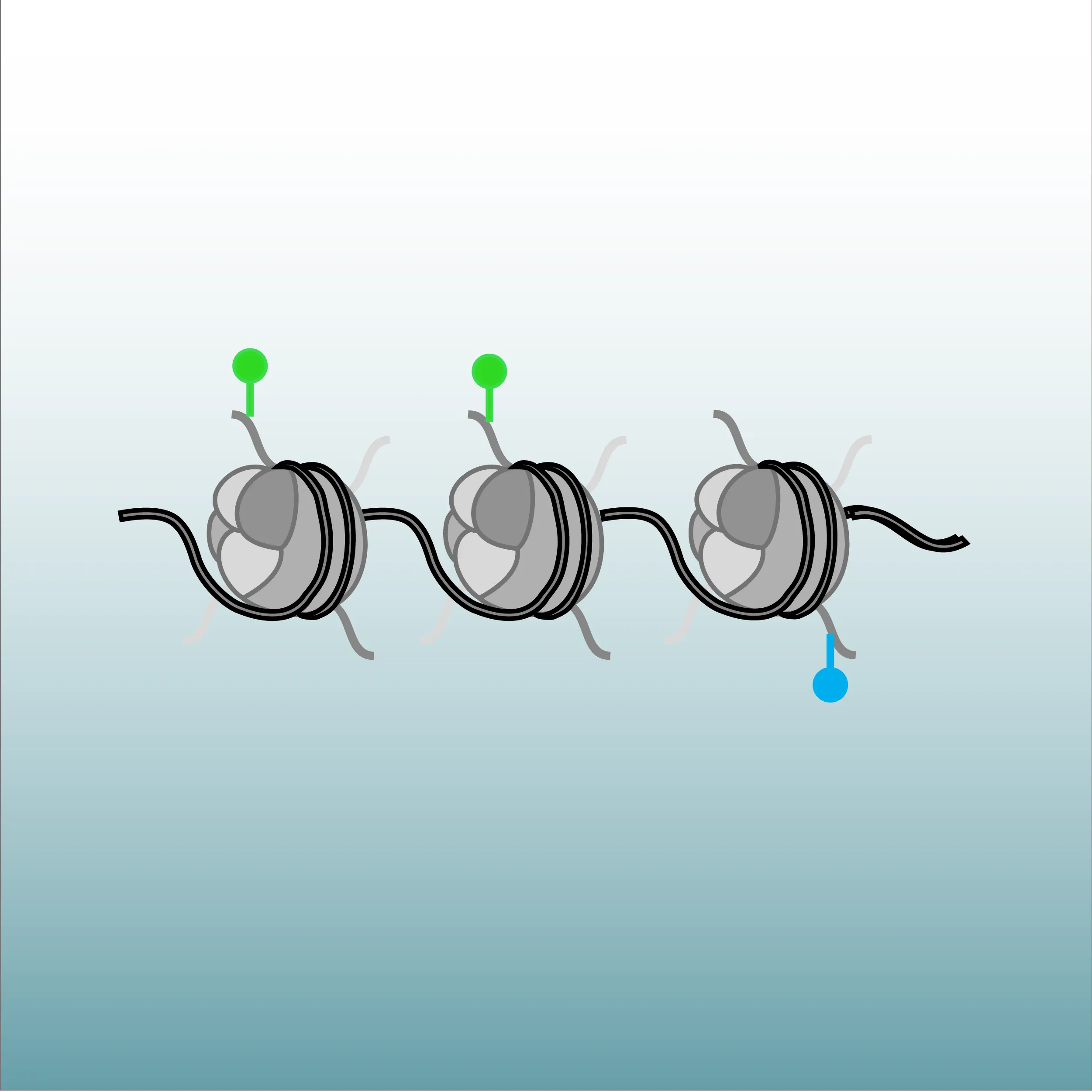 Chromatin organization