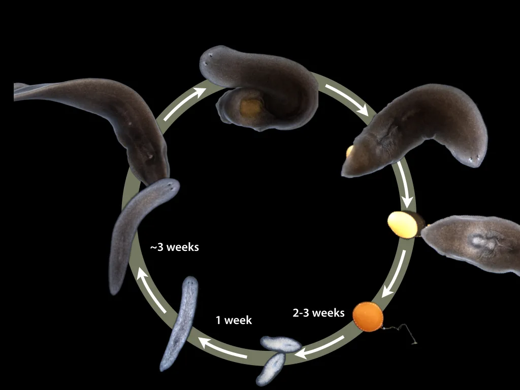 Sexual lifecycle of planarians